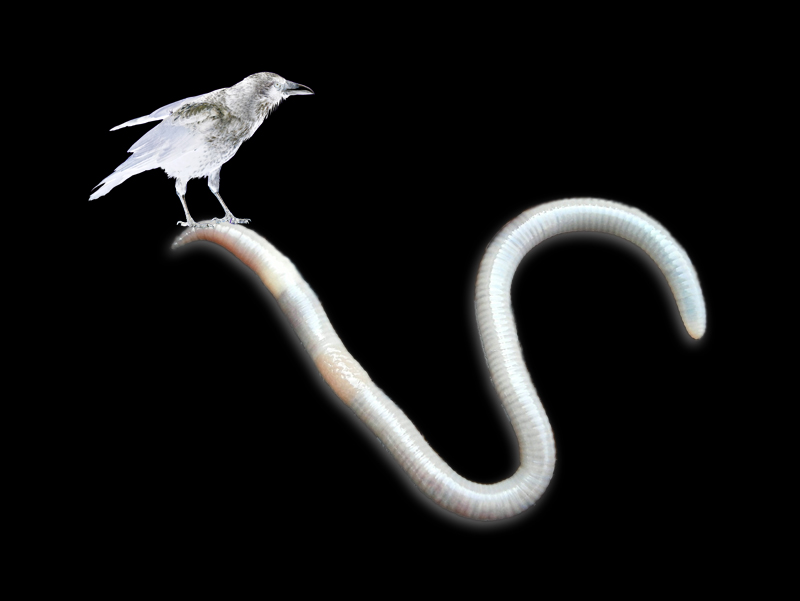 weißer Rabe mit weißem Wurm