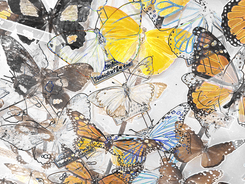 Schmetterlinge von Cuno Sauerteig